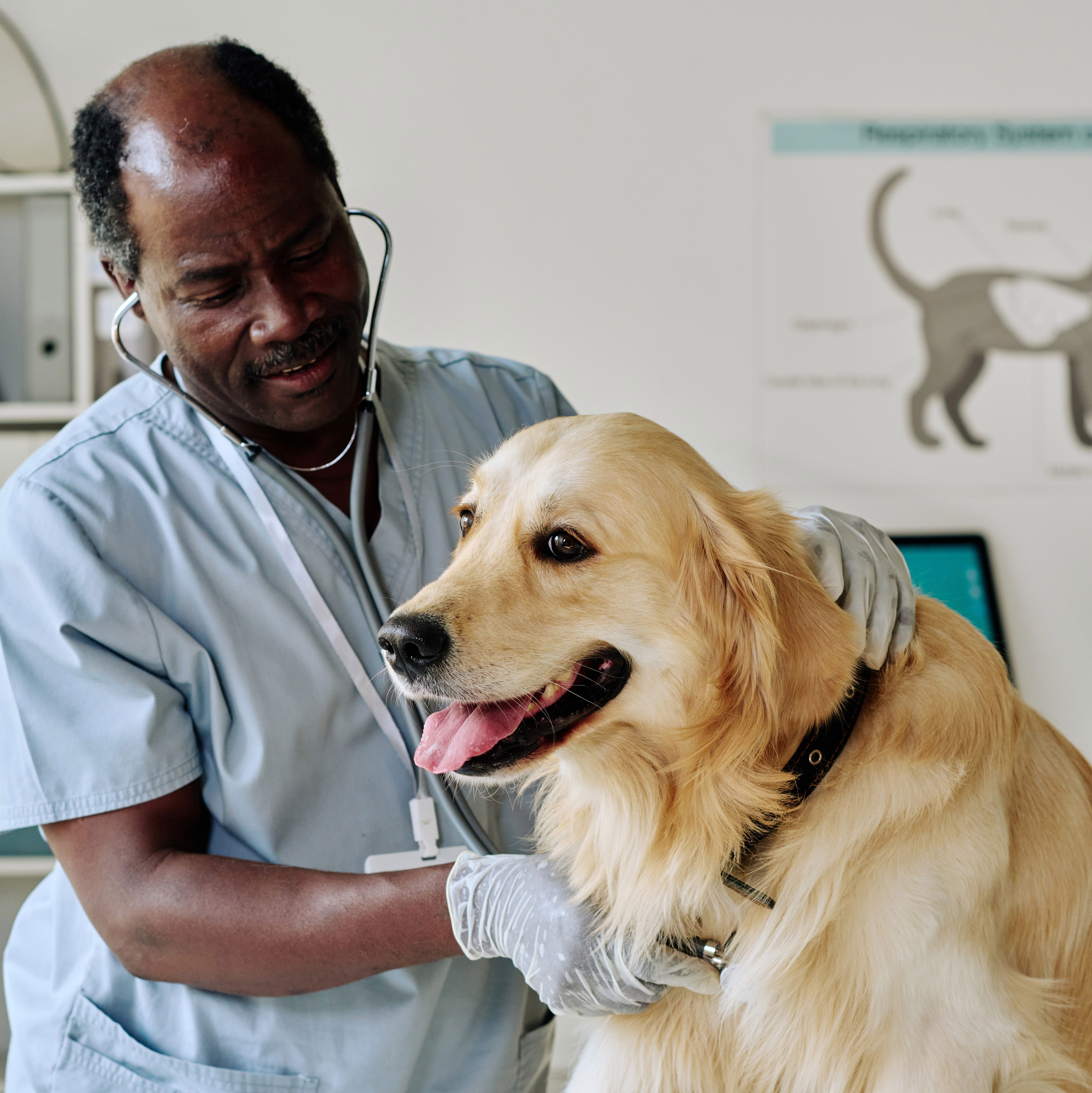 A male vet examines a Golden Retriever dog with a stethoscope on a table at a clinic.